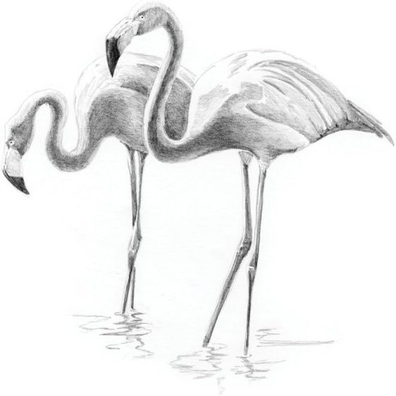 ROYAL & LANGNICKEL - MINI SKETCHING - LES FLAMANTS ROSES