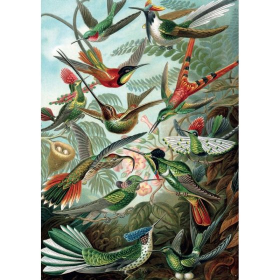 PUZZLE - PIATNIK- HAECKEL - COLIBRIS IM#5954