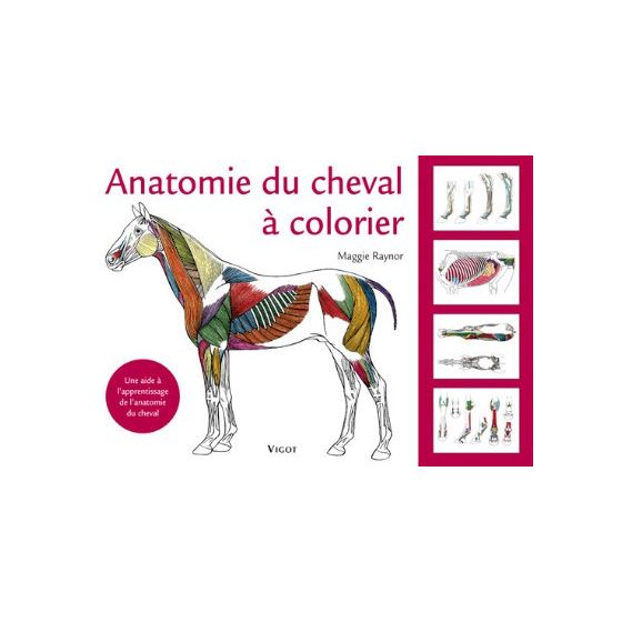 ANATOMIE DU CHEVAL A COLORIER (RAYNOR) IM#6338