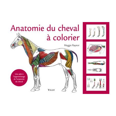 ANATOMIE DU CHEVAL A COLORIER (RAYNOR)